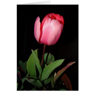 Cartão da tulipa
