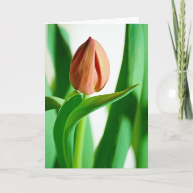cartão da tulipa do lala (Frente)