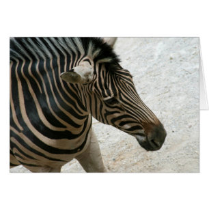 Cartão da zebra