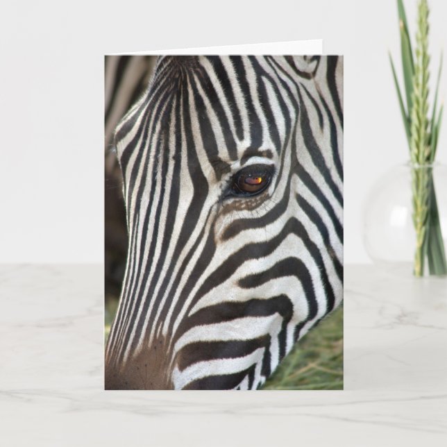 Cartão da zebra de Chapman (Frente)