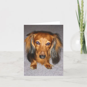 Cartão Dachshund