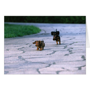 Cartão Dachshund diminuto 3