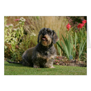 Cartão Dachshund padrão Fio-de cabelo