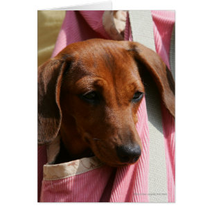 Cartão Dachshund Puppy, Miniatura De Cabelo Suave
