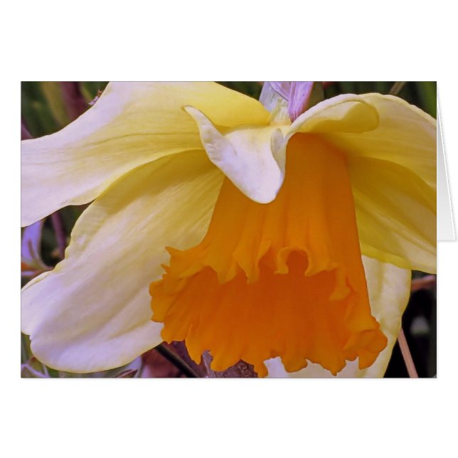 Cartão Daffodil (Frente horizontal)
