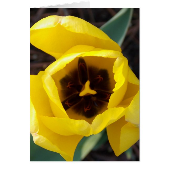 Cartão Daffodil Daze (Frente)