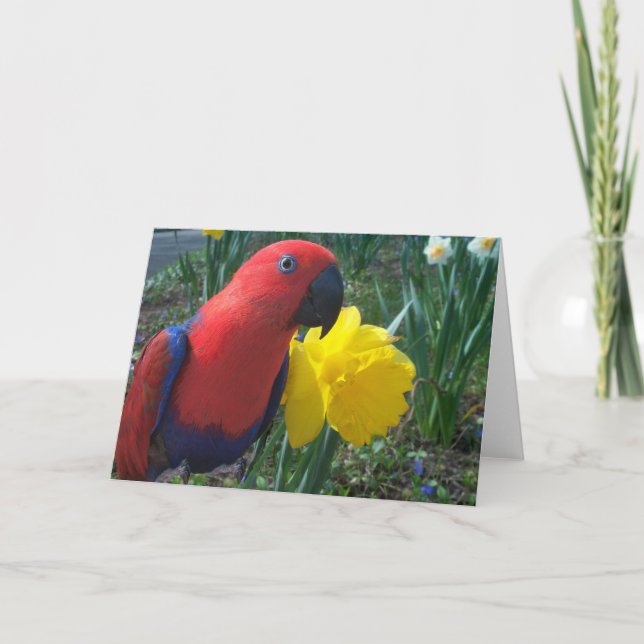 Cartão Daffodil de Eclectus -- Grande (Frente)