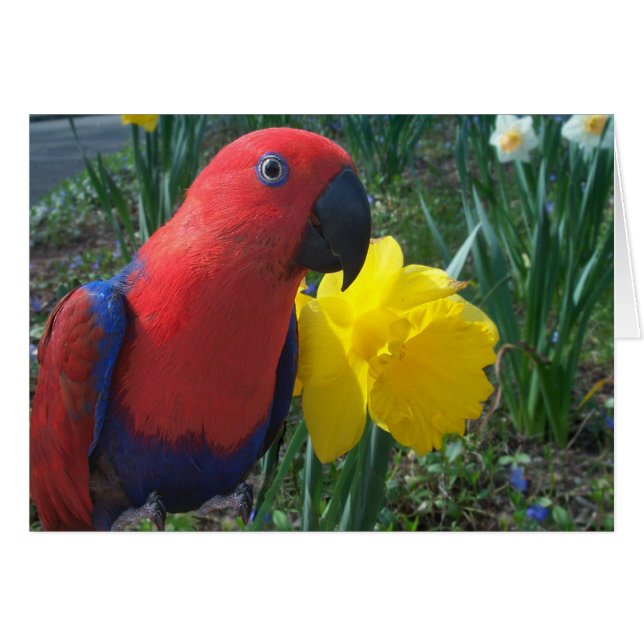Cartão Daffodil de Eclectus--Pequeno (Frente horizontal)