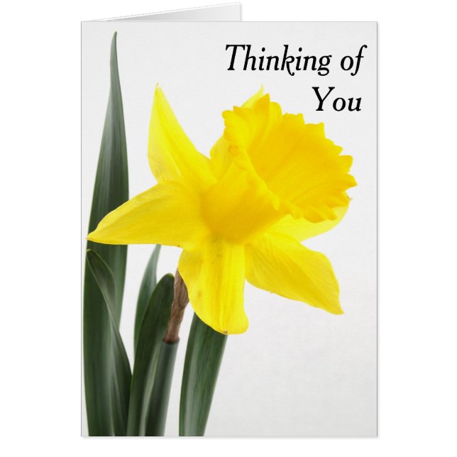 Cartão Daffodil Narciso Amarelo solteiro (Frente)