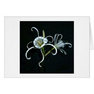 Cartão Daffodil peruano