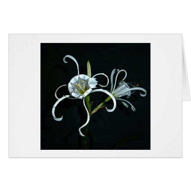 Cartão Daffodil peruano (Frente horizontal)