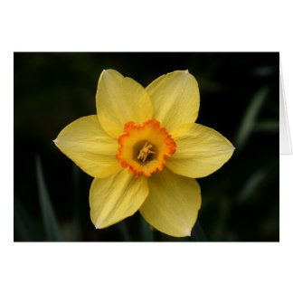 Cartão "daffodil" por Larry Coressel