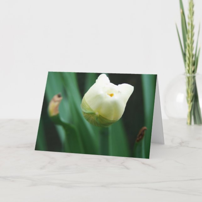 Cartão Daffodil Pronto Para Bloquear (Frente)