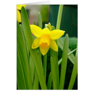Cartão Daffodil Smile