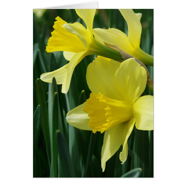 Cartão Daffodils (Frente)