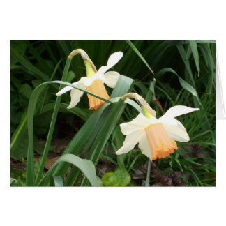 Cartão Daffodils