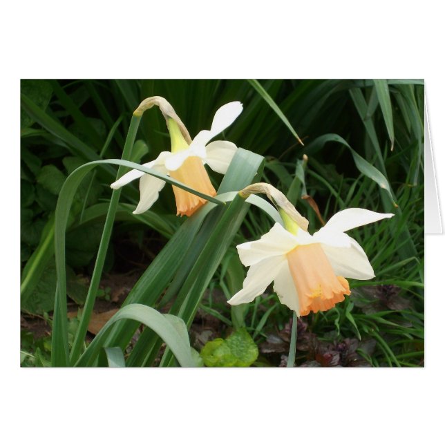 Cartão Daffodils (Frente Horizontal)