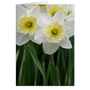 Cartão Daffodils
