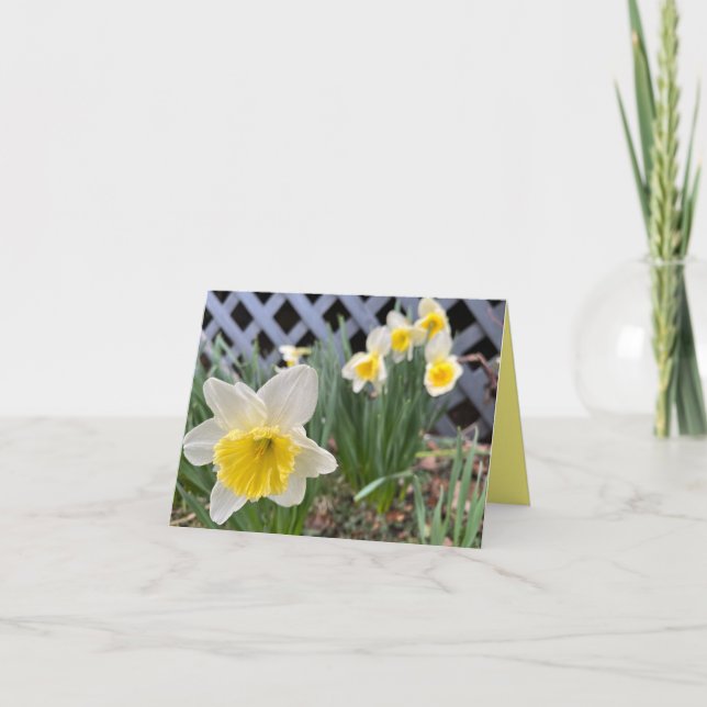 Cartão Daffodils Amarelos #3 (Frente)