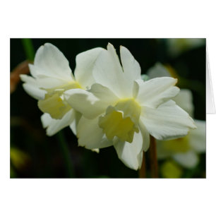 Cartão Daffodils brancos