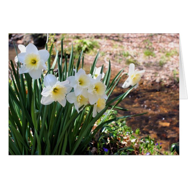 Cartão Daffodils By Brook Flower Photography Note Card (Frente horizontal)