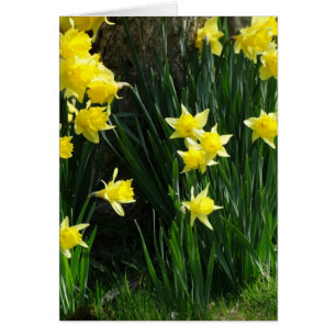 Cartão Daffodils do primavera