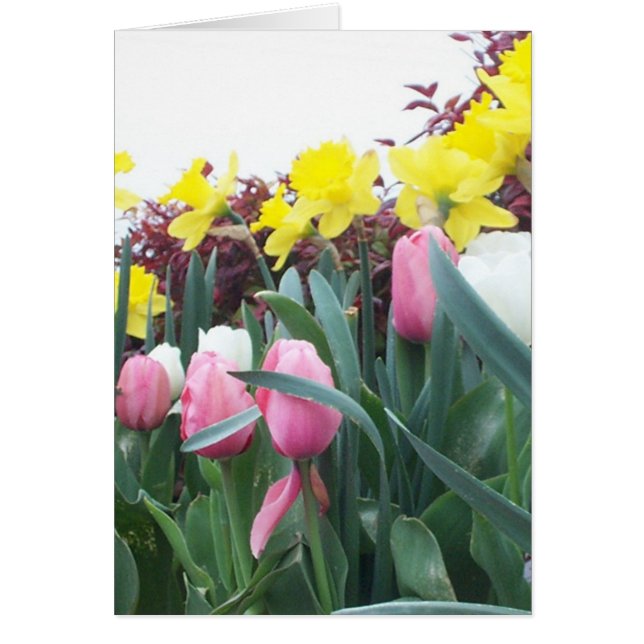 Cartão Daffodils e tulipas do primavera (Frente)
