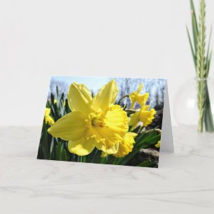 Cartão Daffodils Greeting Card, Blank Inside