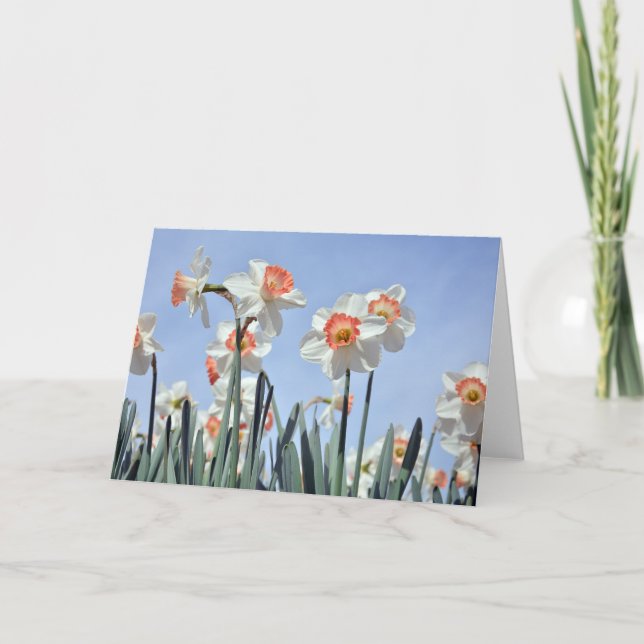 Cartão Daffodils in Bloom (Frente)