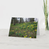 Daffodils. Jardins de Sophia, Cardiff, Wales.