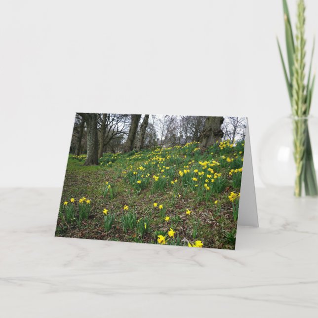 Cartão Daffodils. Jardins de Sophia, Cardiff, Wales. (Frente)