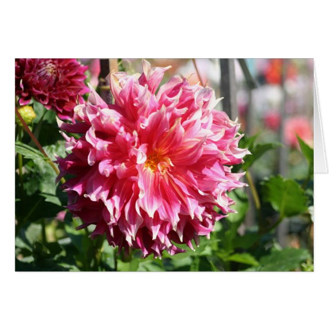 Cartão Dahlia 5 (Frente Horizontal)