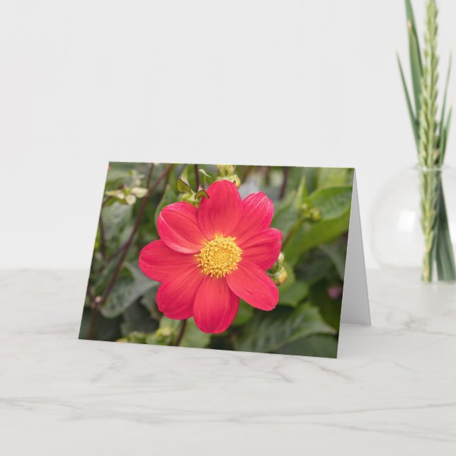 Cartão Dahlia Coccinea (Frente)