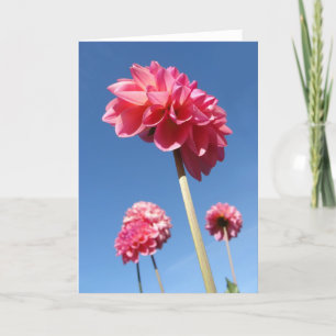 Cartão Dahlia, flores cor-de-rosa, de baixo ângulo com o