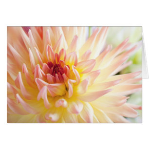 Cartão Dahlia Flower