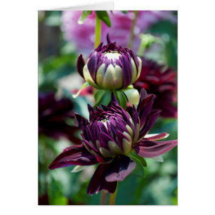 Cartão Dahlia - Holly Hill Black Widow