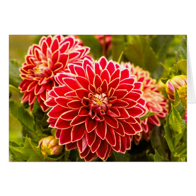 Cartão Dahlia In Bloom 11 (Frente Horizontal)