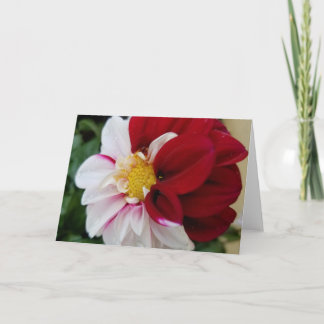 Cartão Dahlia Notecards