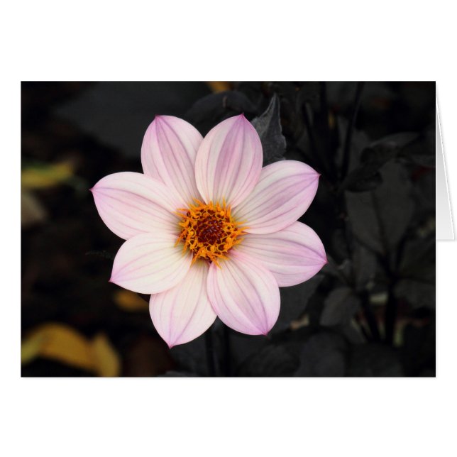 Cartão Dahlia Rosa (Frente Horizontal)
