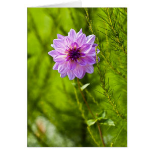 Cartão Dahlia Rosa, Efeito Aquarell