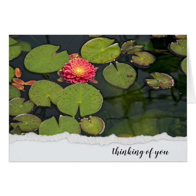 Cartão Dahlia Rosa Em Lily Pads (Frente Horizontal)