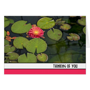 Cartão Dahlia Rosa Em Lily Pads