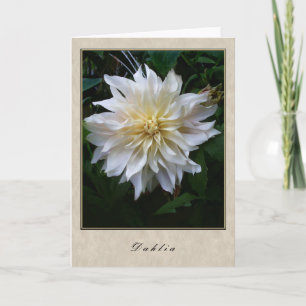 Cartão Dahlia - Série Floral