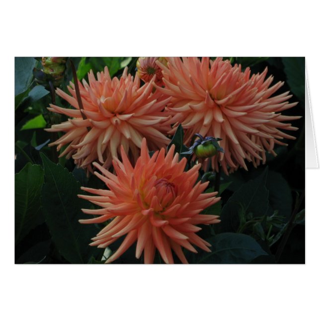 Cartão Dahlias (Frente Horizontal)