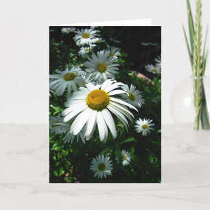 Cartão Daisies