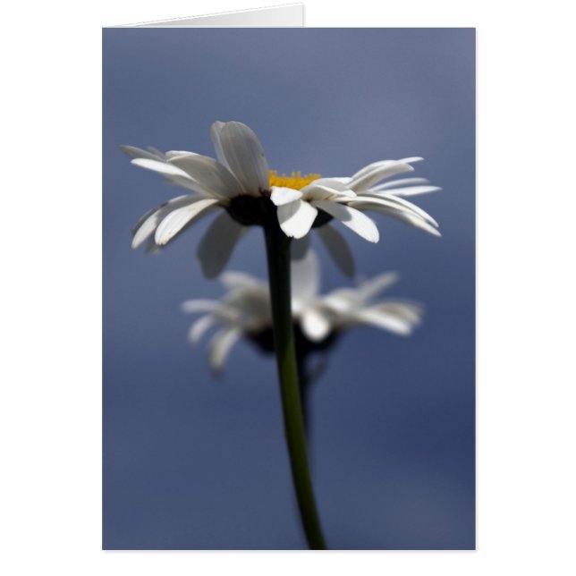 Cartão Daisies (Frente)