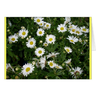 Cartão Daisies Aplenty
