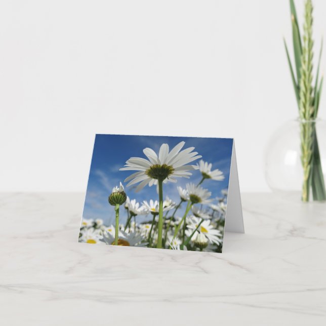 Cartão Daisies Reaching for Sky Postcard (Frente)