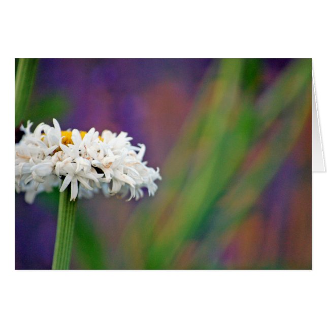 Cartão Daisy 2 (Frente horizontal)