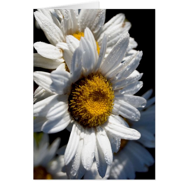 Cartão Daisy em cascata (Frente)